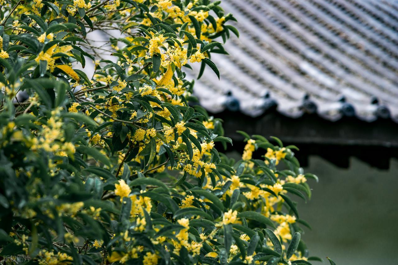 赞美桂花的诗句10首，写尽浪漫与唯美