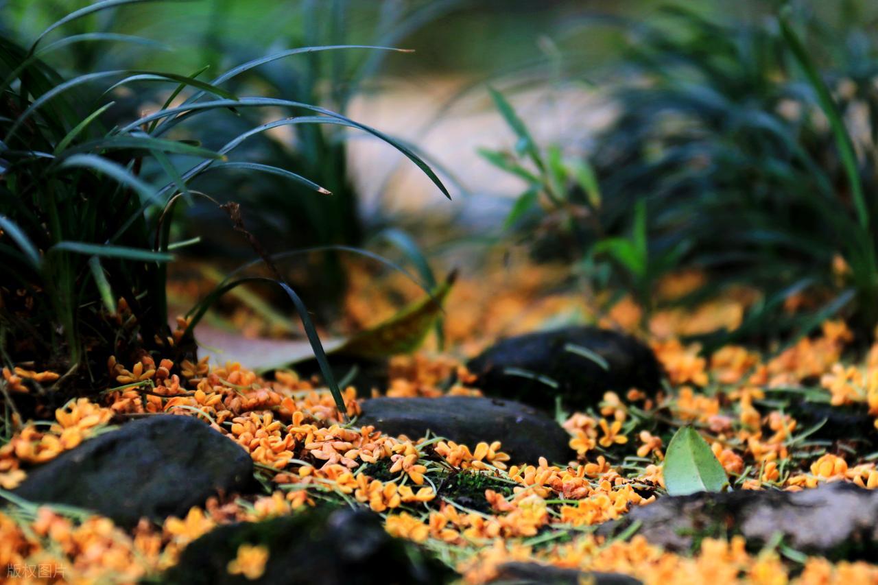 赞美桂花的诗句10首，写尽浪漫与唯美