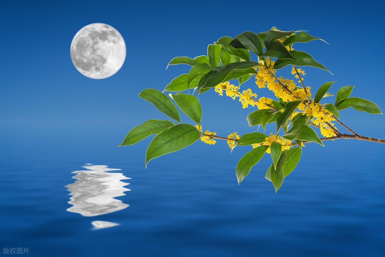 赞美桂花的诗句10首，写尽浪漫与唯美