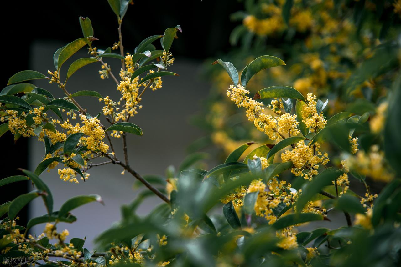 赞美桂花的诗句10首，写尽浪漫与唯美