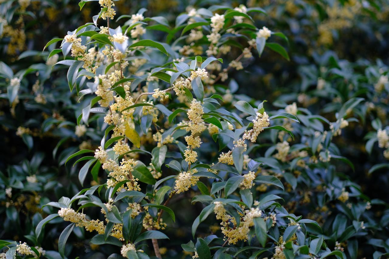 赞美桂花的诗句10首，写尽浪漫与唯美