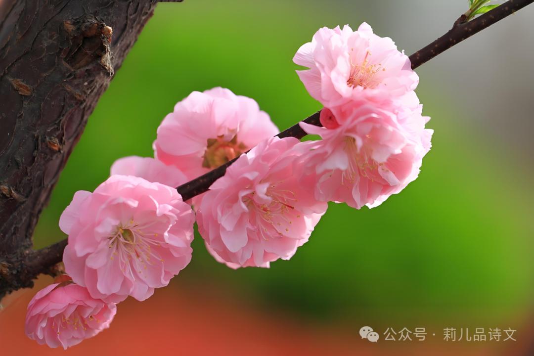 赞美桃花的诗句经典10首，看古人如何写尽春色浪漫