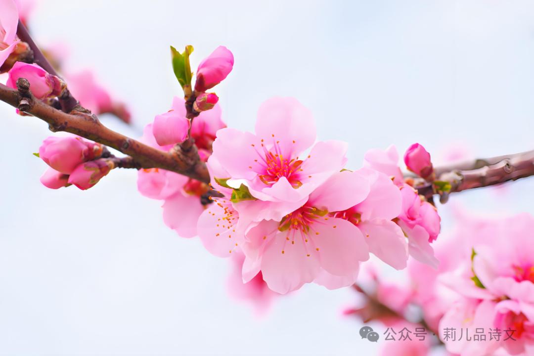 赞美桃花的诗句经典10首，看古人如何写尽春色浪漫