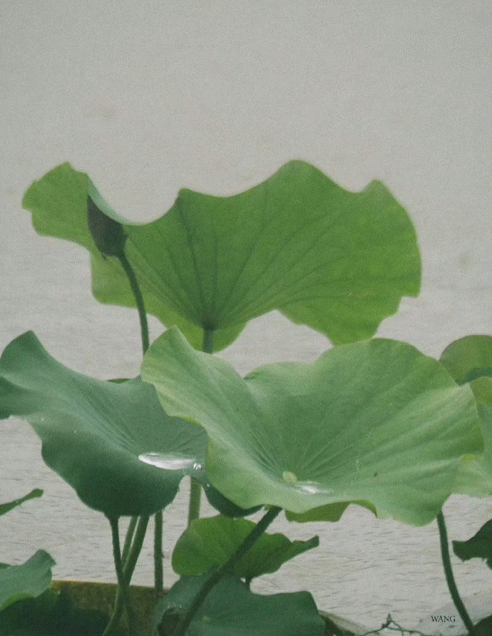 珍爱生命句子30句，珍惜生命，别让时间白白流逝!