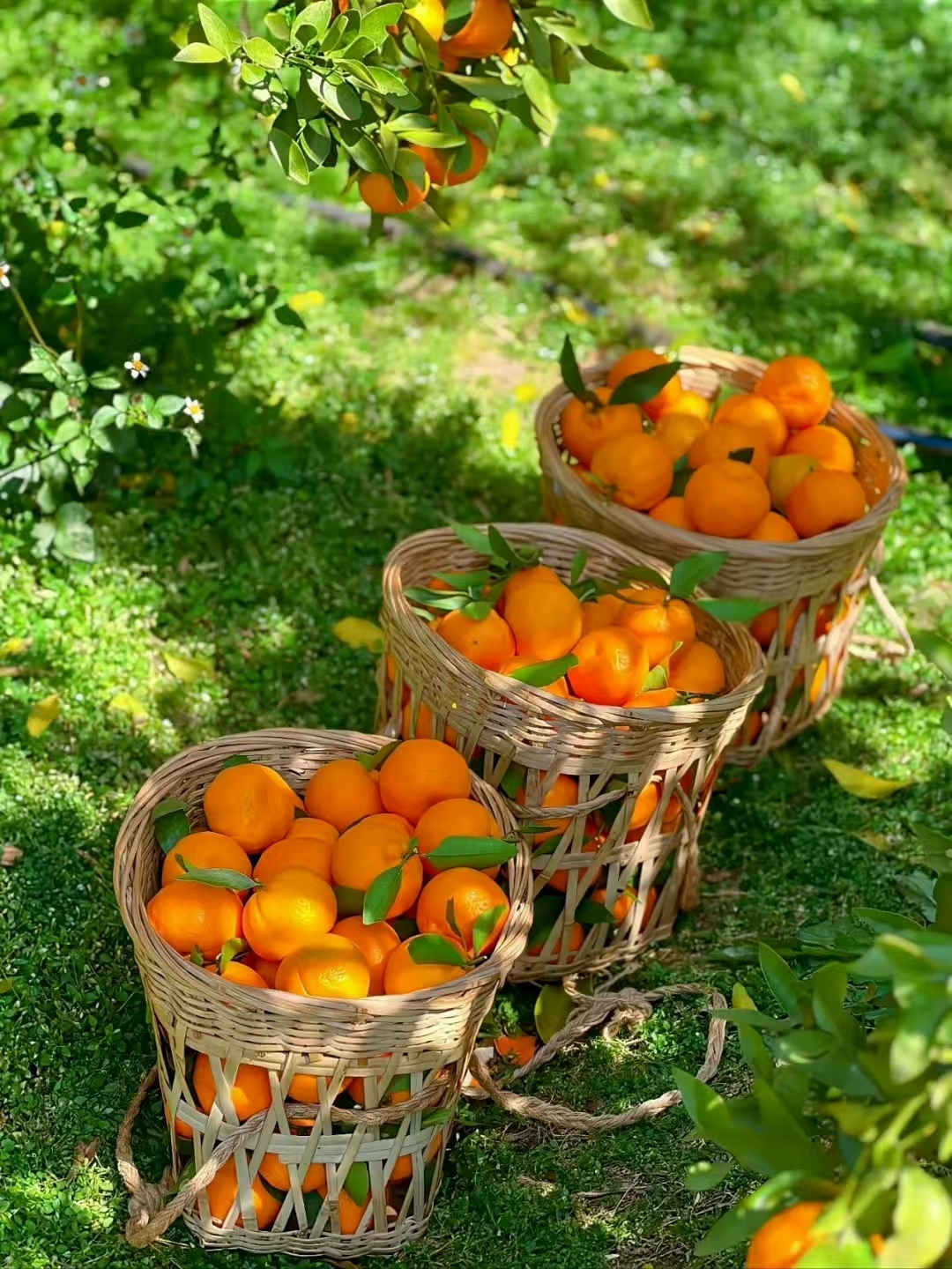 适合写心情的句子20句，简单干净，人人点赞!