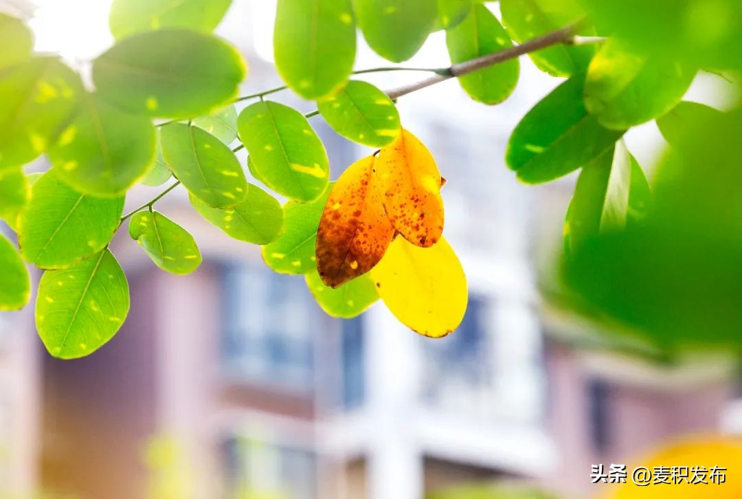 关于友情的古诗9首，写尽友情，传唱千古!