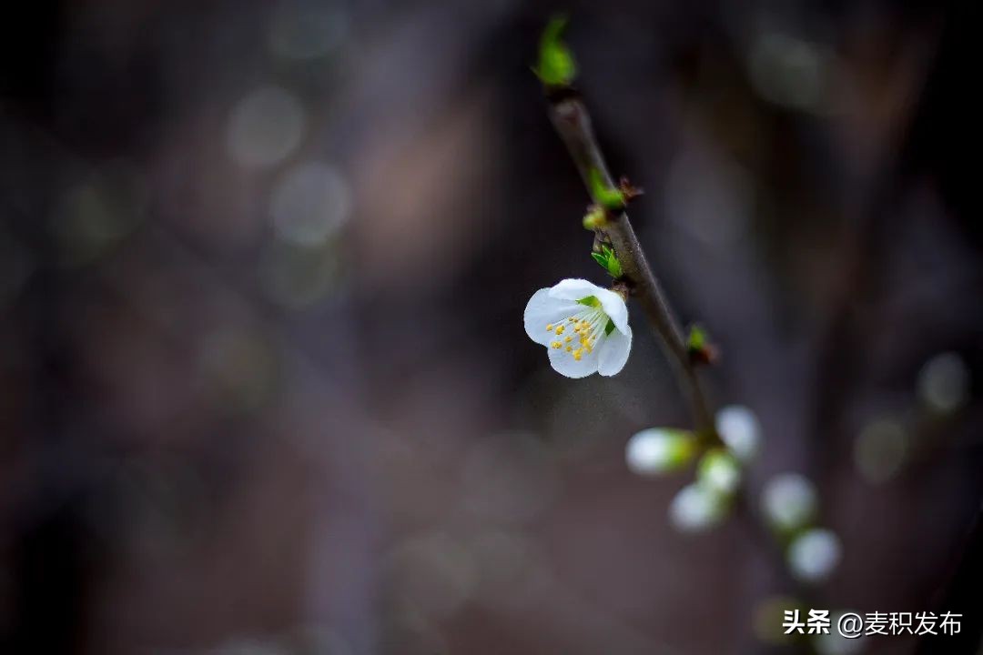 关于友情的古诗9首，写尽友情，传唱千古!