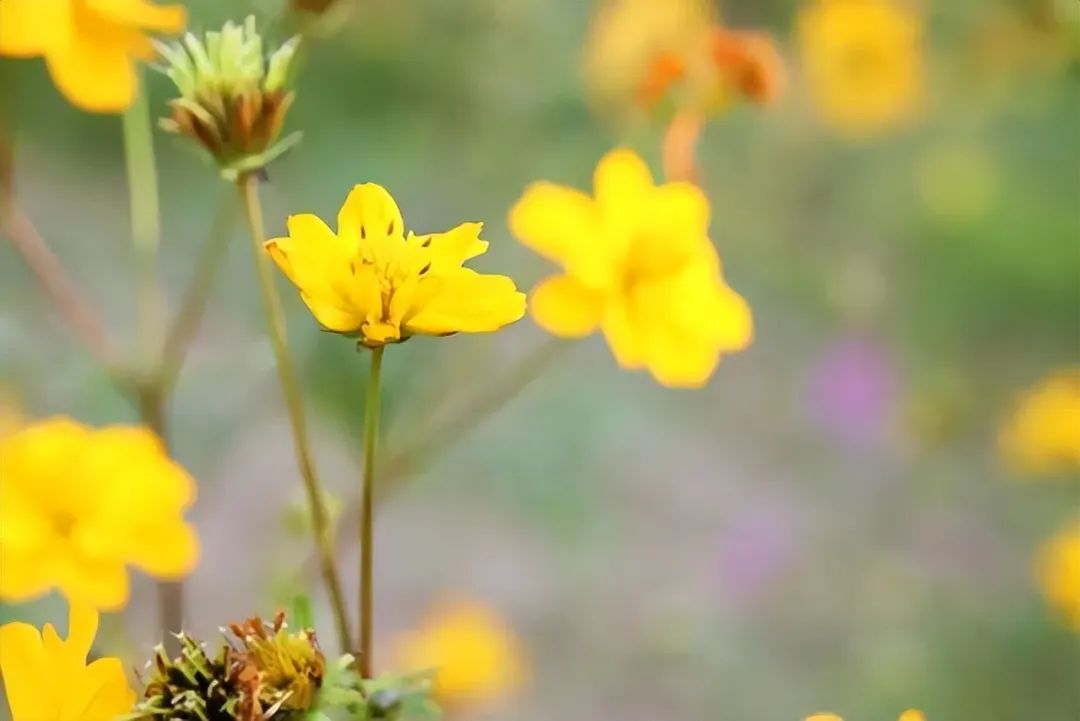 描写秋天景色优美诗10首，如诗如画，令人心醉