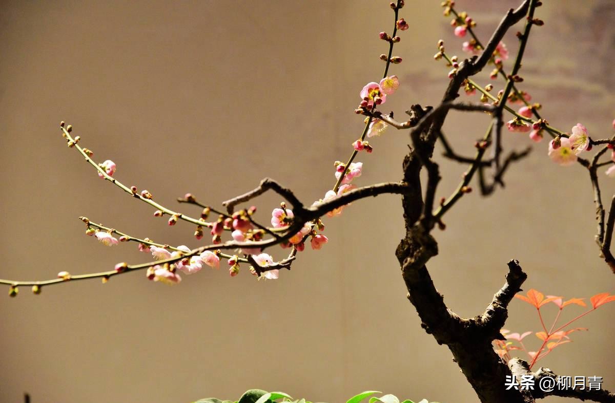 关于冬的诗句10首，治愈了整个冬天