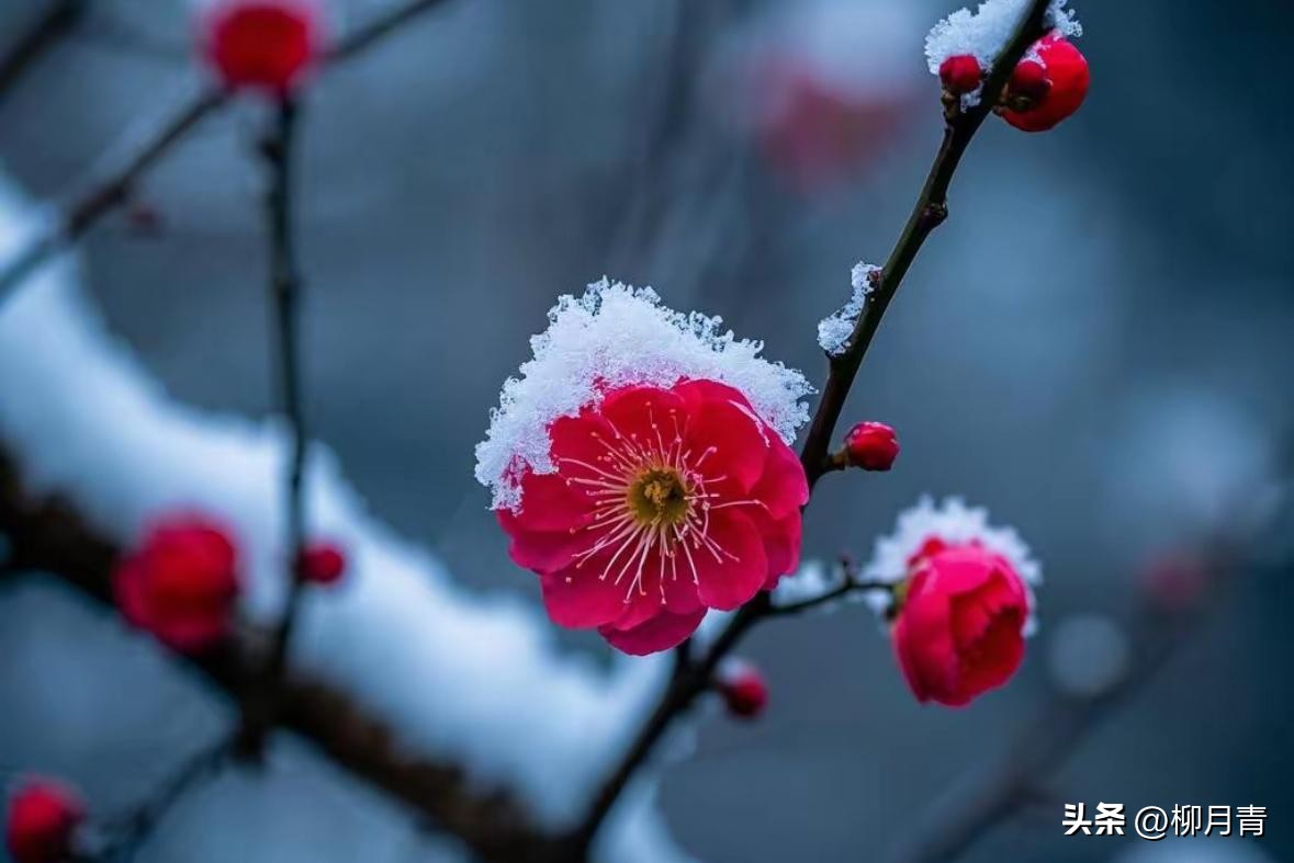 关于冬的诗句10首，治愈了整个冬天