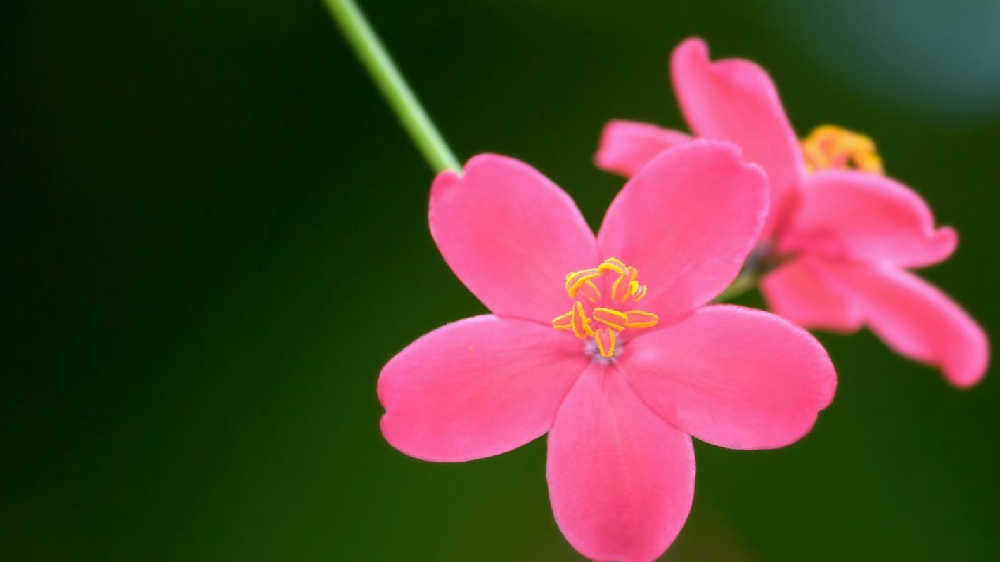 致逝去的青春唯美句子18句，铭记那些美好时光!