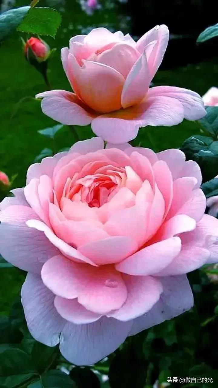 励志句子致自己12句，让人努力奋斗