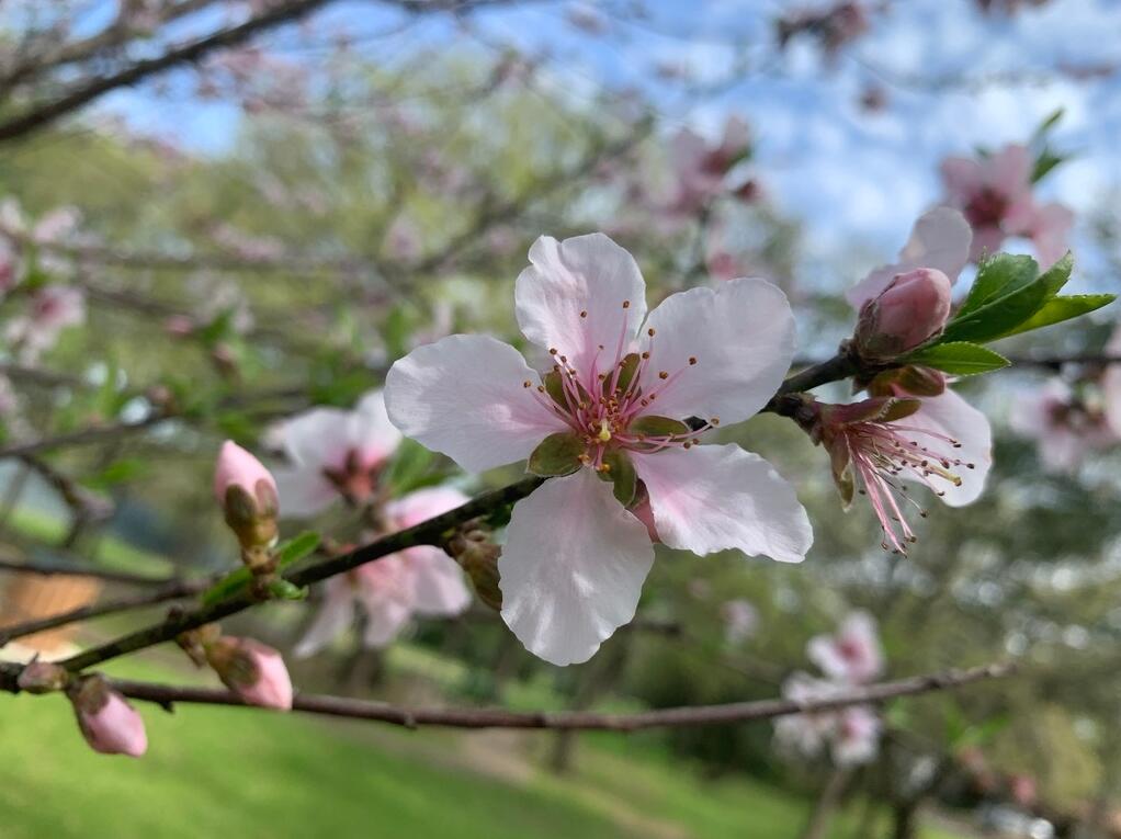 最有名的桃花诗6首，带你邂逅最美的桃花