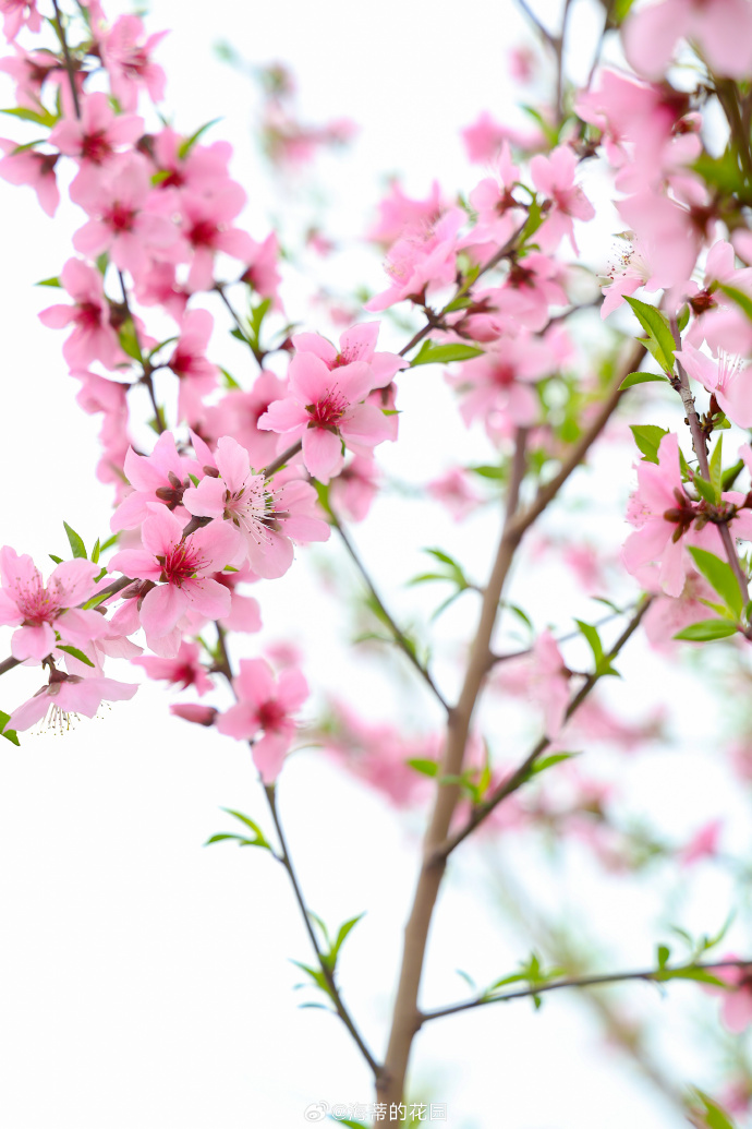 最有名的桃花诗6首，带你邂逅最美的桃花