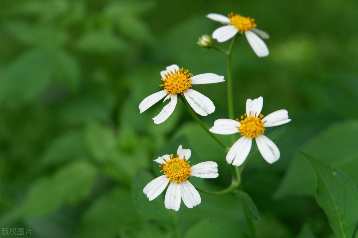 战胜困难的优美句子20句，助你逆境中重拾生活的勇气