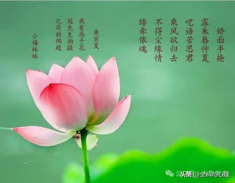 描写荷花的句子12句，送你一池荷风莲香
