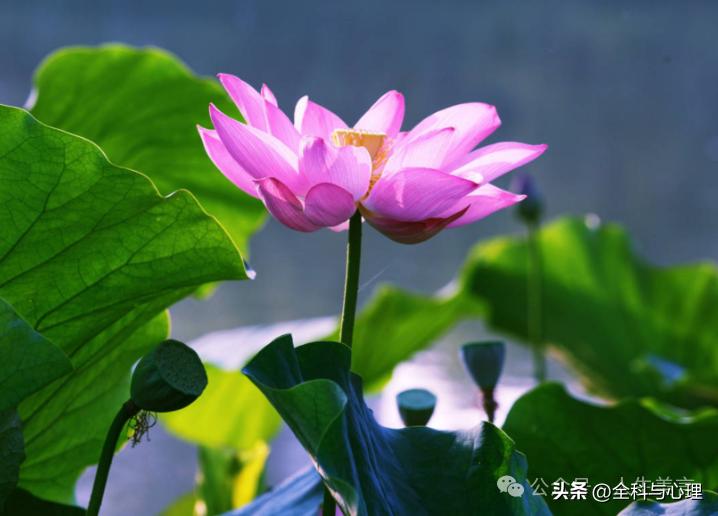 描写荷花的句子12句，送你一池荷风莲香