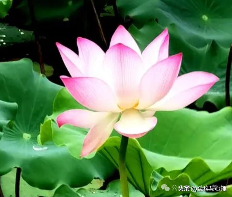 描写荷花的句子12句，送你一池荷风莲香