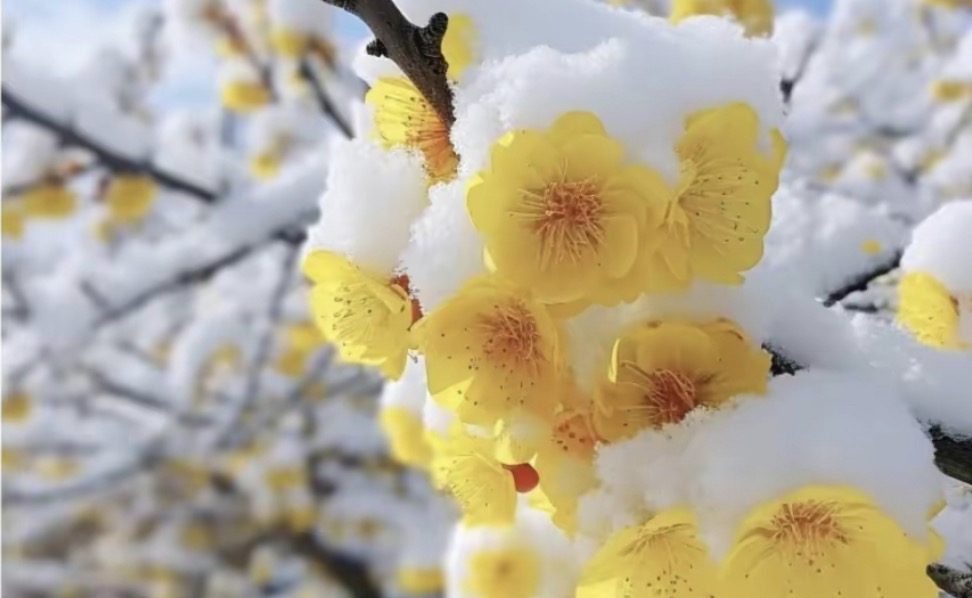 描写梅花的古诗50首，唯美了整个冬天