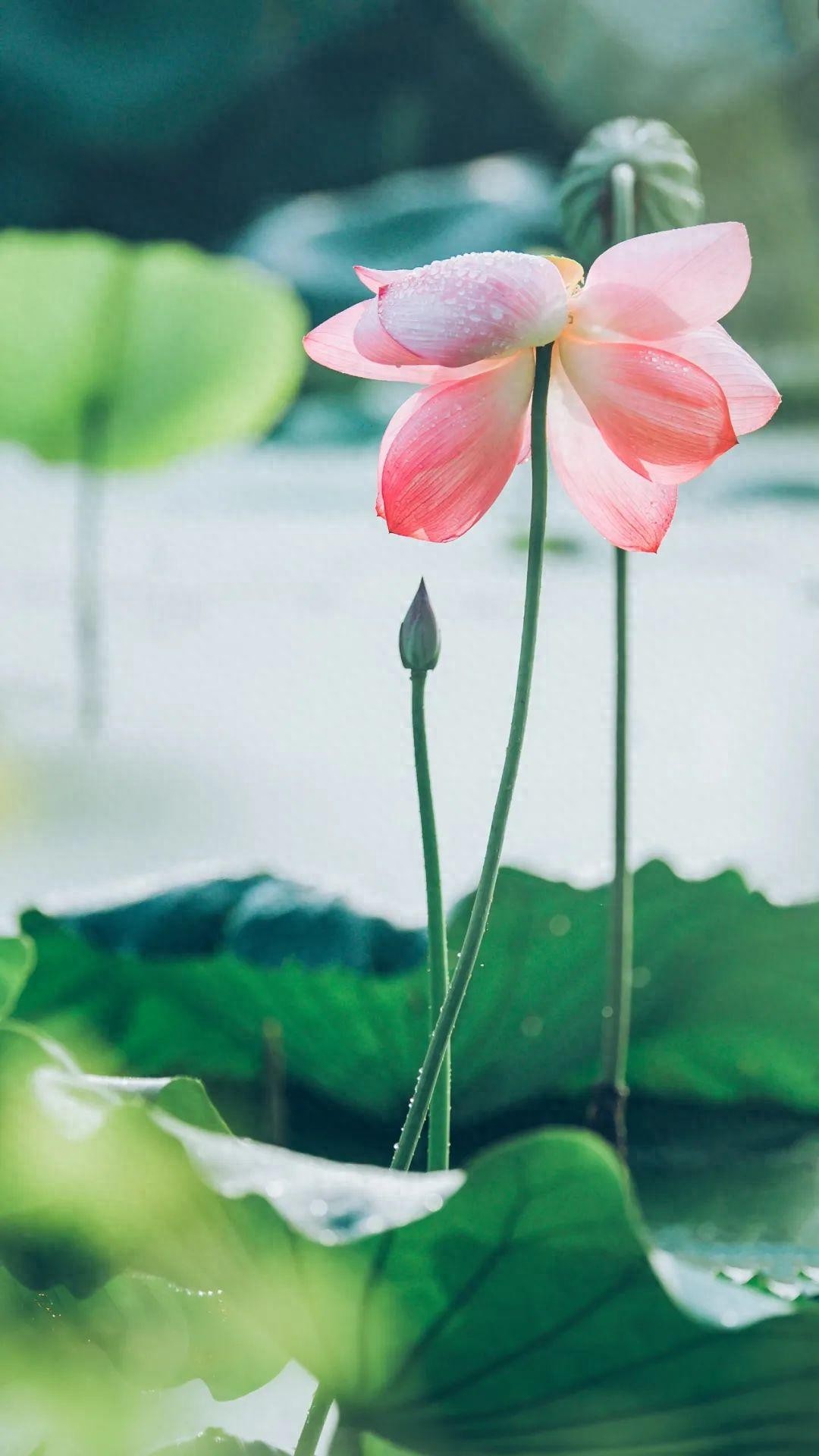 形容荷花的诗句30首，清爽整个夏天