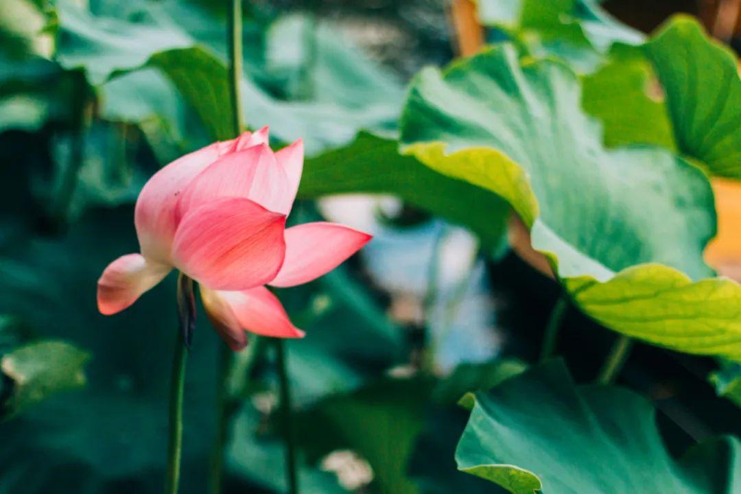 形容荷花的诗句30首，清爽整个夏天