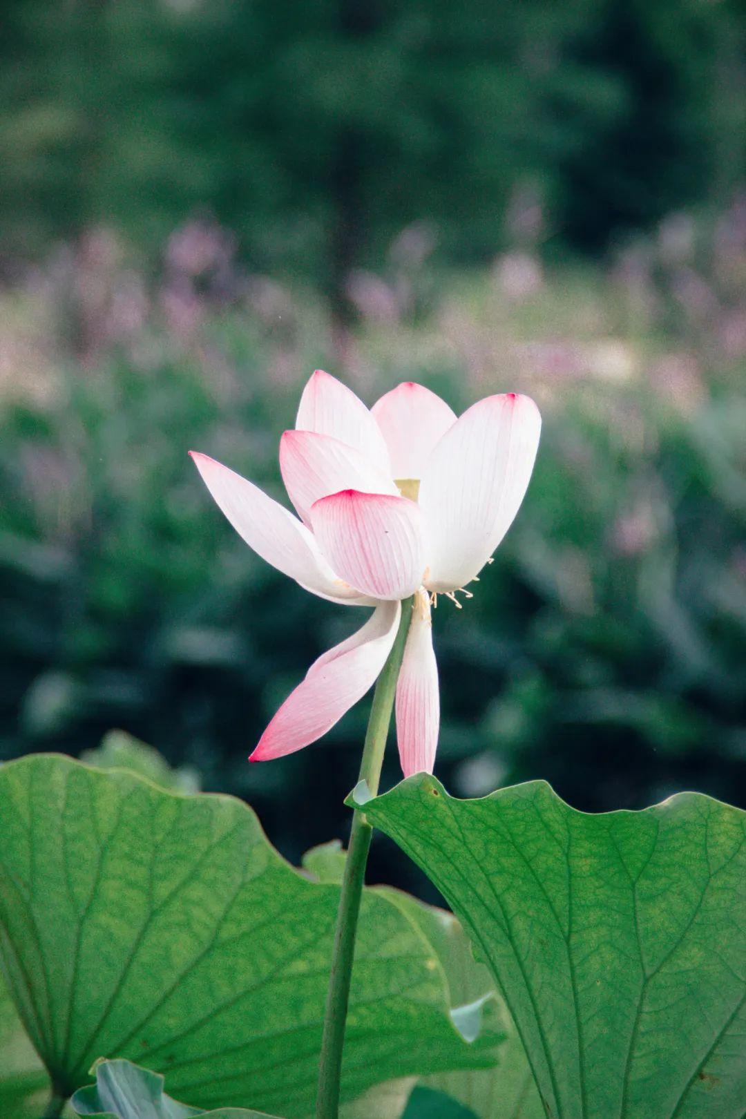 形容荷花的诗句30首，清爽整个夏天