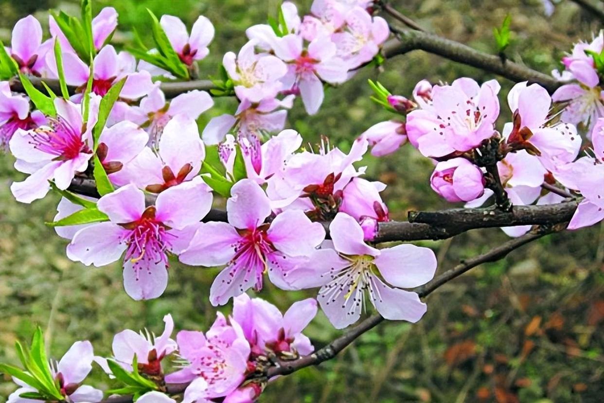 形容桃花的诗句12句，看古人如何写尽春色浪漫