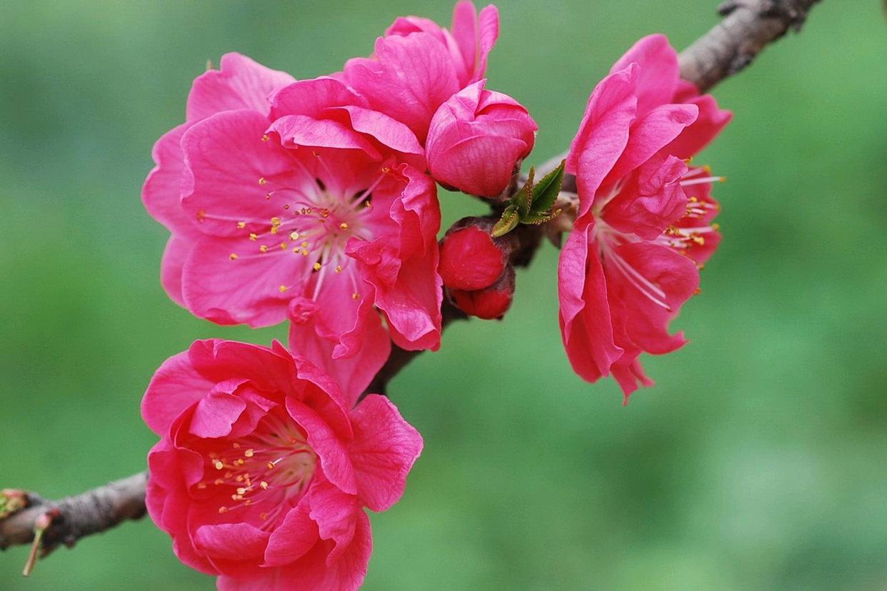 形容桃花的诗句12句，看古人如何写尽春色浪漫