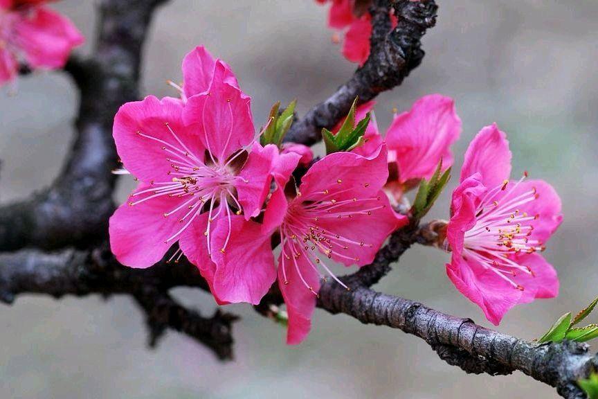 形容桃花的诗句12句，看古人如何写尽春色浪漫