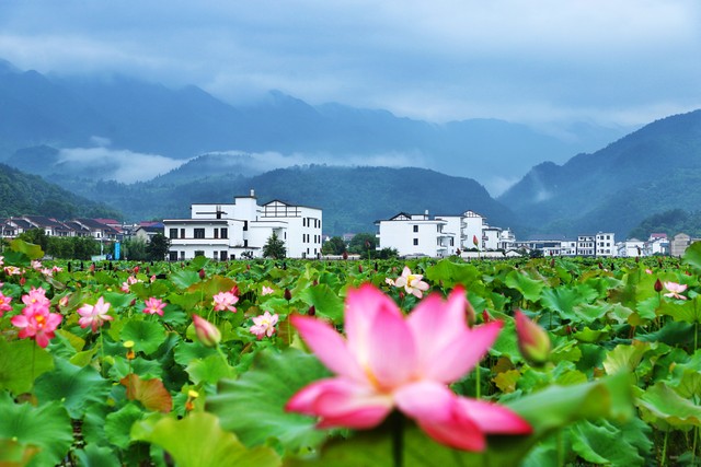 赏荷花的句子19句，花香四溢，醉人心弦!