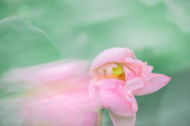 赏荷花的句子19句，花香四溢，醉人心弦!
