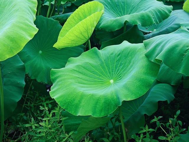 赏荷花的句子19句，花香四溢，醉人心弦!