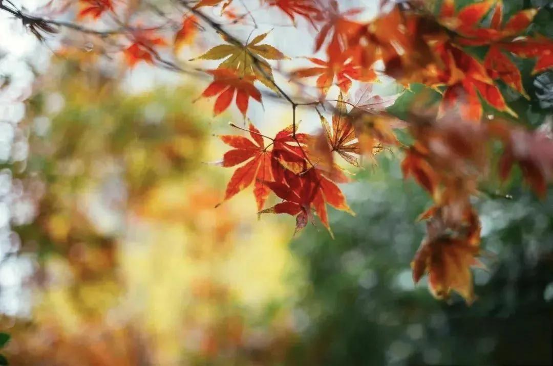 秋雨的美好诗句10首，雨落成诗，滴雨成画，美到心醉