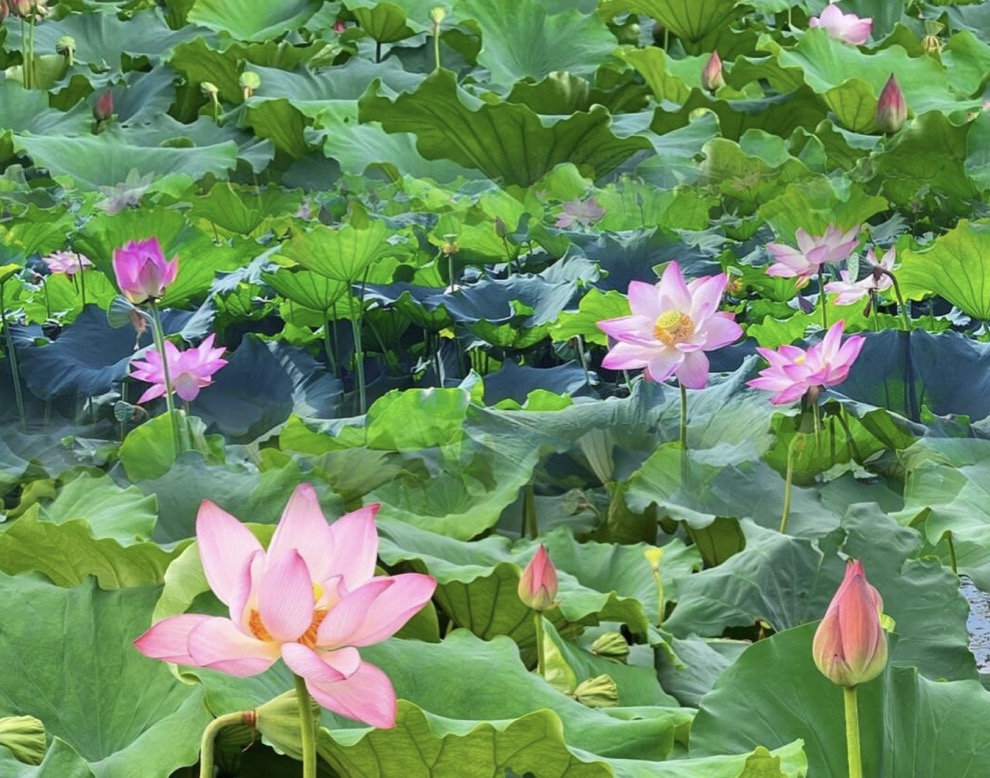 赞美荷花的诗句40句，句句花香四溢，醉人心弦!