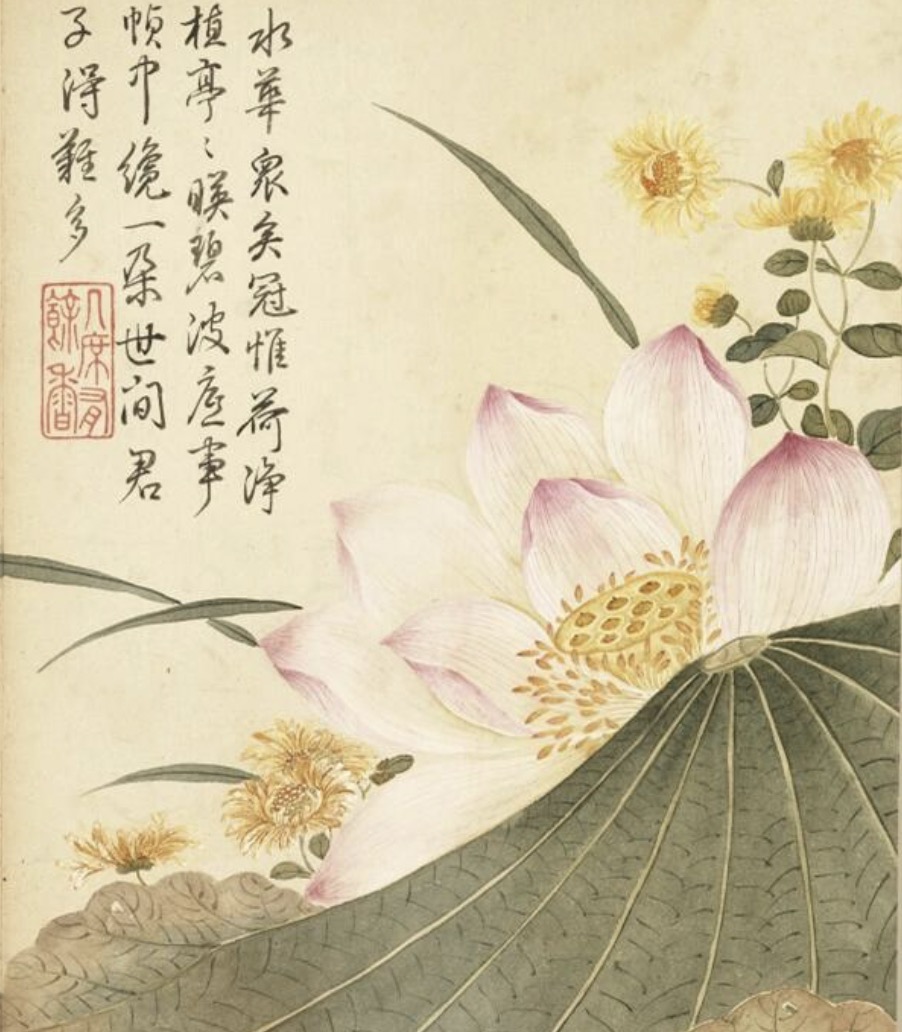 赞美荷花的诗句40句，句句花香四溢，醉人心弦!