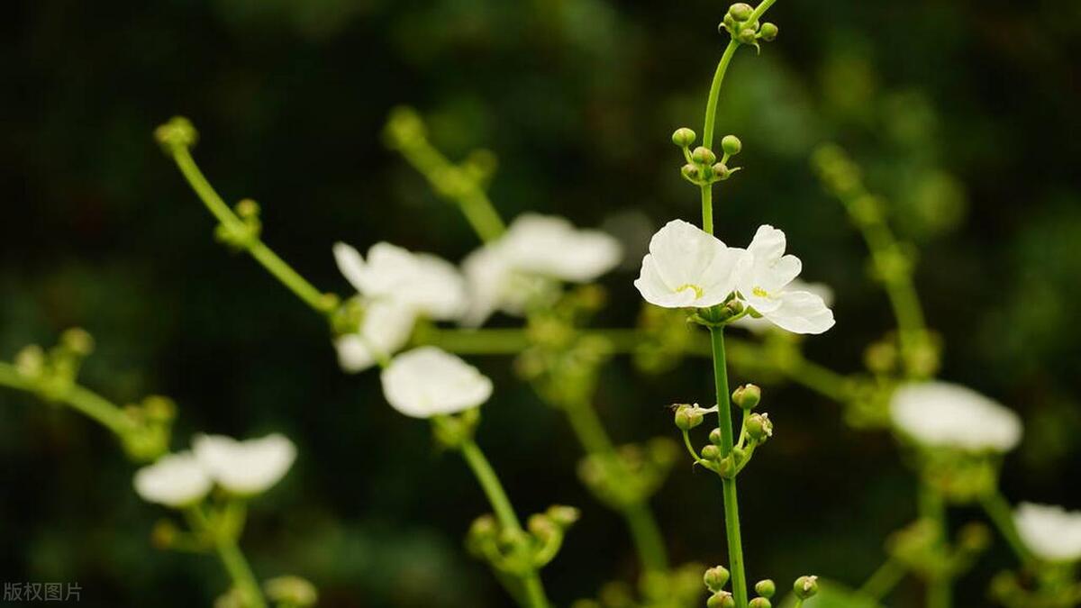 幸福最暖心短句18句，愿幸福永相伴