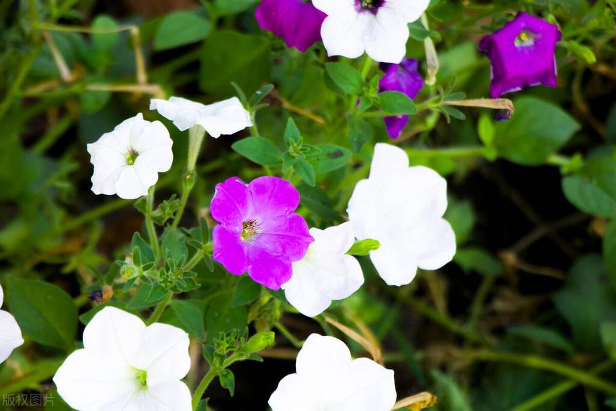 幸福最暖心短句18句，愿幸福永相伴