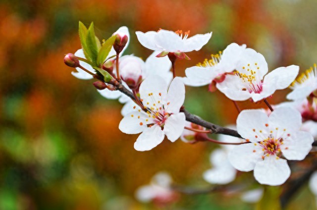 春天的句子20句，人间三月好春光