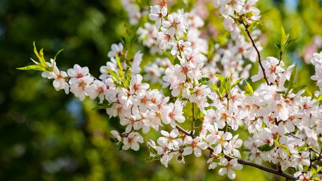 春天的句子20句，人间三月好春光