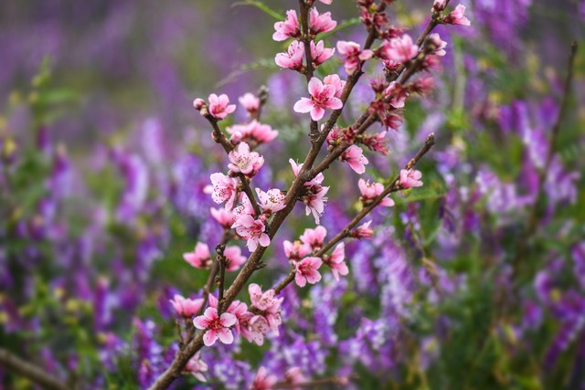 春天的句子20句，人间三月好春光