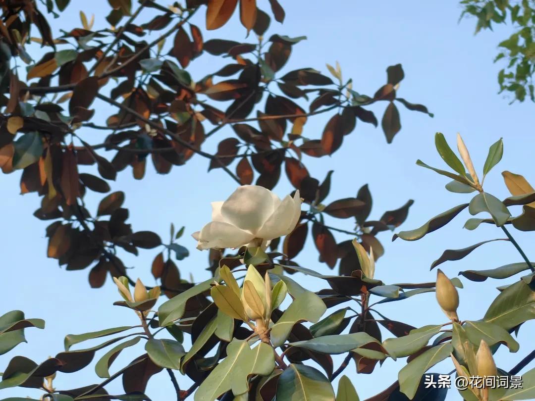 描写初夏的诗句10首，遇见初夏好时光!