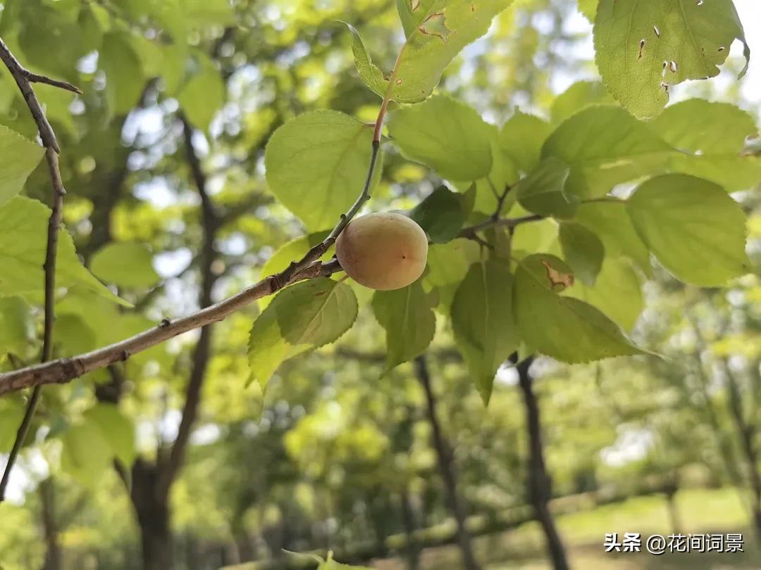 描写初夏的诗句10首，遇见初夏好时光!