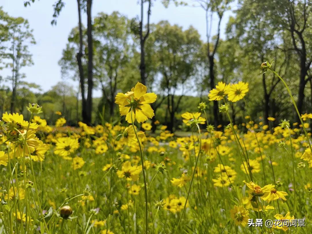 描写初夏的诗句10首，遇见初夏好时光!
