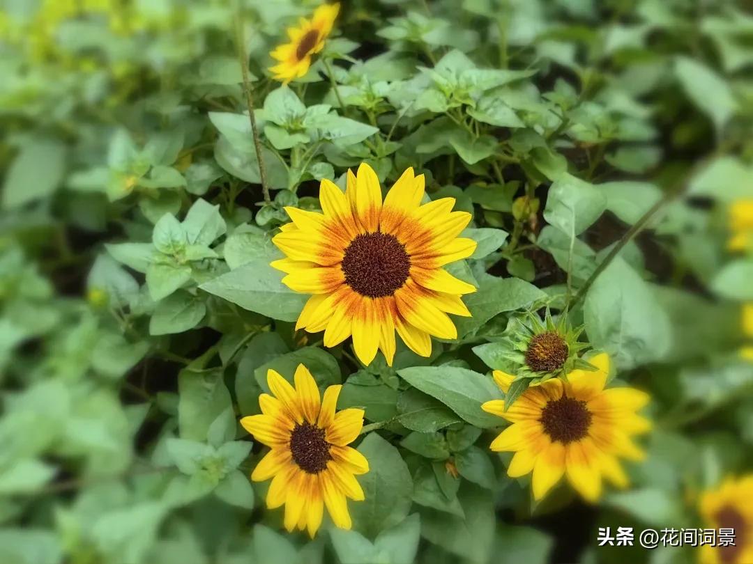 描写初夏的诗句10首，遇见初夏好时光!