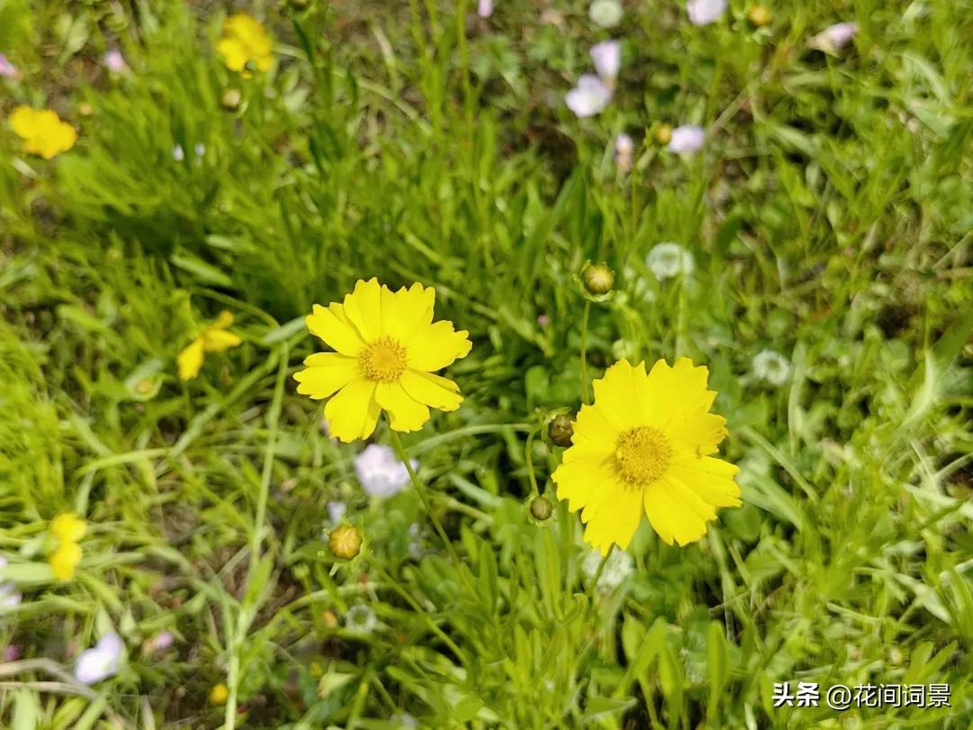 描写初夏的诗句10首，遇见初夏好时光!