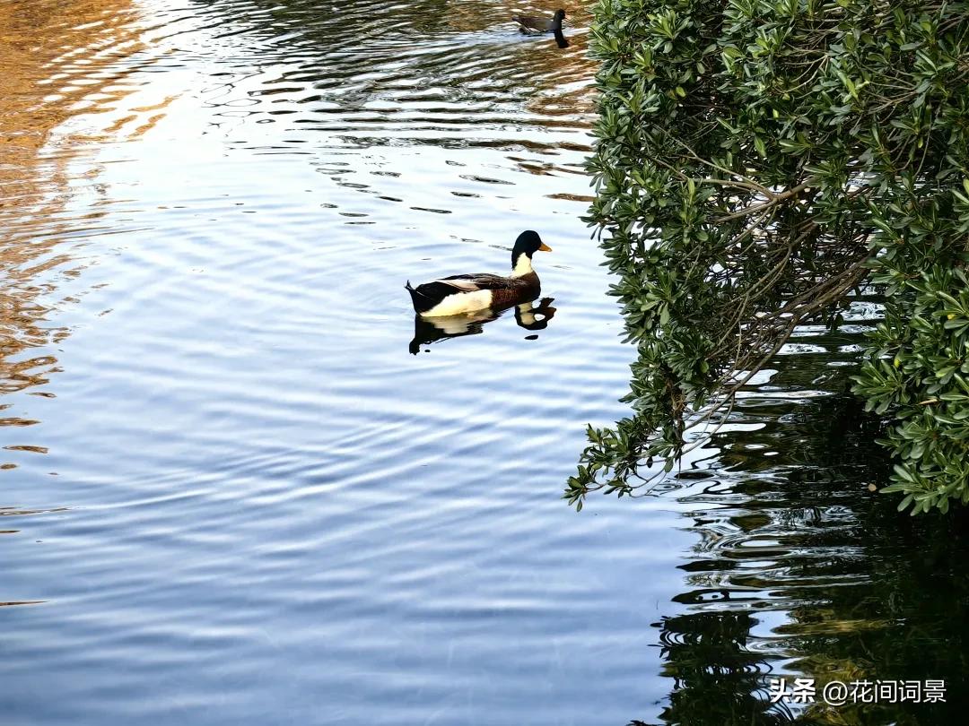 描写初夏的诗句10首，遇见初夏好时光!