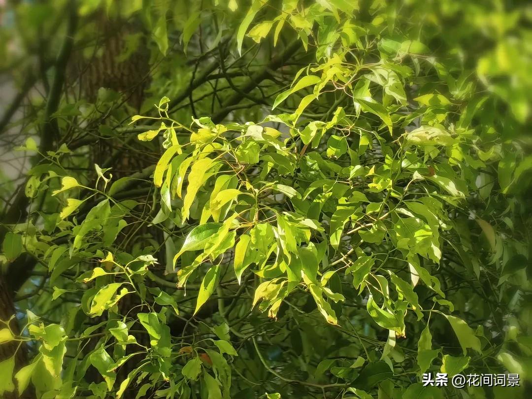 描写初夏的诗句10首，遇见初夏好时光!