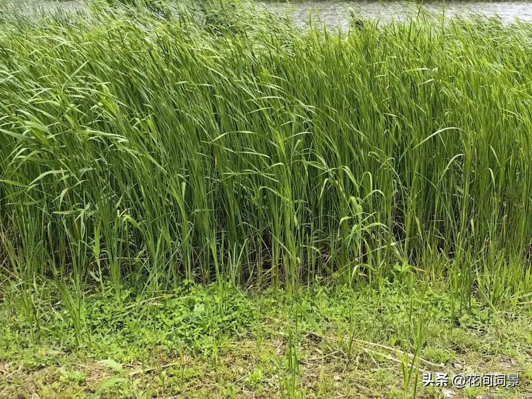 描写初夏的诗句10首，遇见初夏好时光!