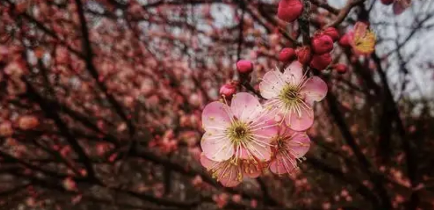 赞美梅花的古诗词句50首，唯美了整个冬天