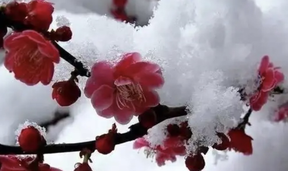 赞美梅花的古诗词句50首，唯美了整个冬天